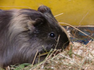 Obrázok