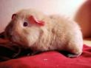 Obrázok