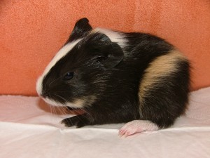 Obrázok